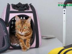 Thủ tục kiểm dịch chó mèo EVA Air: xuất cảnh, quá cảnh